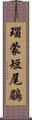 瑙蒙短尾鶥 Scroll