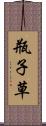 瓶子草 Scroll