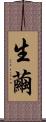 生繭 Scroll