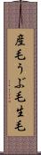 産毛 Scroll