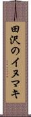 田沢のイヌマキ Scroll
