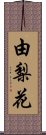 由梨花 Scroll