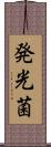 発光菌 Scroll