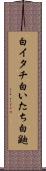 白イタチ Scroll