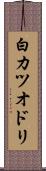 白カツオドリ Scroll