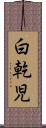 白乾児 Scroll