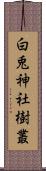 白兎神社樹叢 Scroll