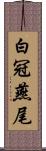白冠燕尾 Scroll