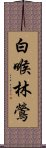 白喉林鶯 Scroll