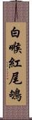 白喉紅尾鴝 Scroll