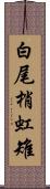 白尾梢虹雉 Scroll