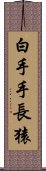 白手手長猿 Scroll