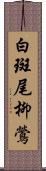 白斑尾柳鶯 Scroll