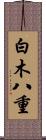 白木八重 Scroll