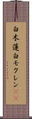 白木蓮 Scroll