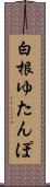 白根ゆたんぽ Scroll