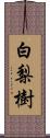 白梨樹 Scroll