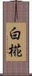 白椛 Scroll
