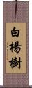 白楊樹 Scroll