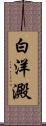 白洋澱 Scroll