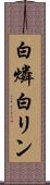 白燐 Scroll
