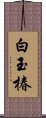 白玉椿 Scroll