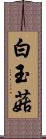 白玉菇 Scroll