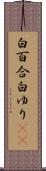白百合 Scroll