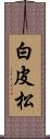 白皮松 Scroll