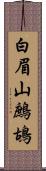 白眉山鷓鴣 Scroll