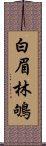 白眉林鴝 Scroll