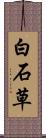 白石草 Scroll