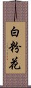 白粉花 Scroll