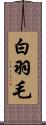 白羽毛 Scroll