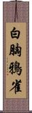 白胸鴉雀 Scroll