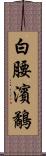 白腰濱鷸 Scroll