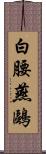 白腰燕鷗 Scroll