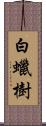 白蠟樹 Scroll