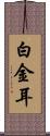 白金耳 Scroll