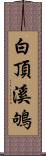 白頂溪鴝 Scroll