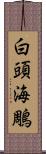 白頭海鵰 Scroll