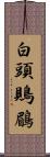 白頭鵙鶥 Scroll