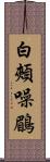 白頰噪鶥 Scroll