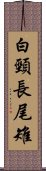 白頸長尾雉 Scroll