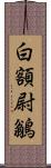 白額尉鶲 Scroll