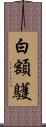 白額鸌 Scroll
