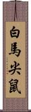 白馬尖鼠 Scroll