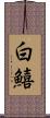 白鱚 Scroll