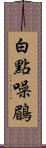 白點噪鶥 Scroll