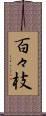 百々枝 Scroll